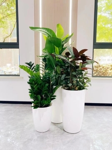 探索宁波前湾花卉出租，开启缤纷花卉之旅