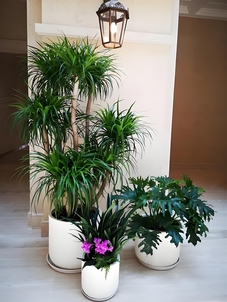 速看！慈溪绿植租赁方案，点亮别样空间！