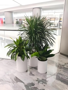 宁波鄞州盆景租赁，服务超棒，绿植添彩好选择！